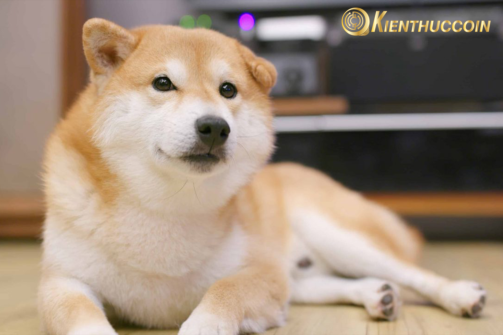 shiba inu coin la gi 1